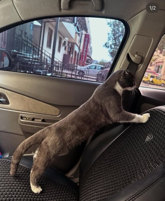 Britanskiy mushuk sotiladi