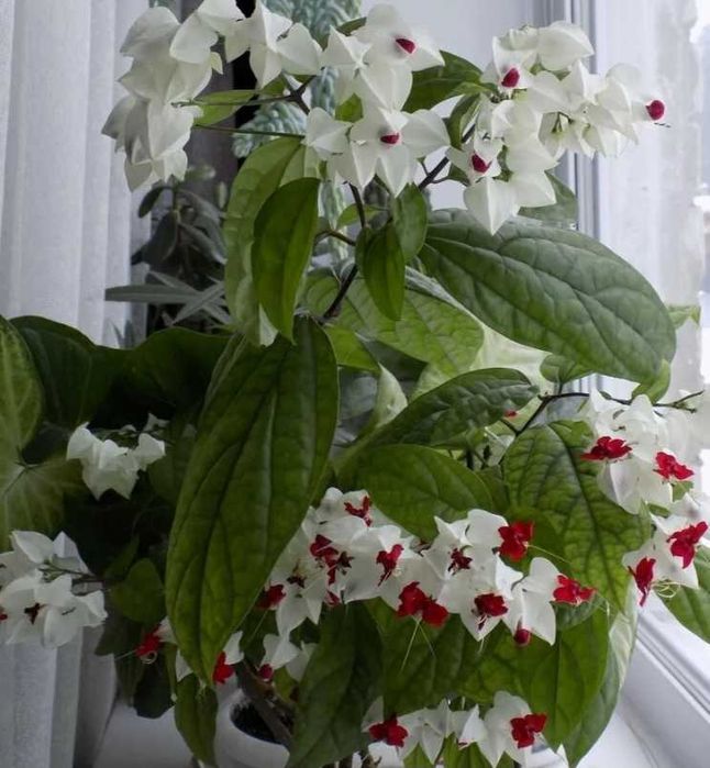 Продаётся комнатный клеродендрум