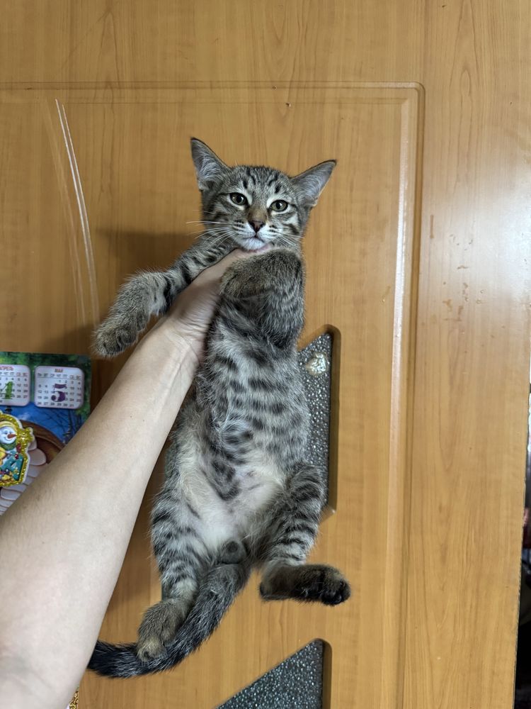 Отдам даром котят