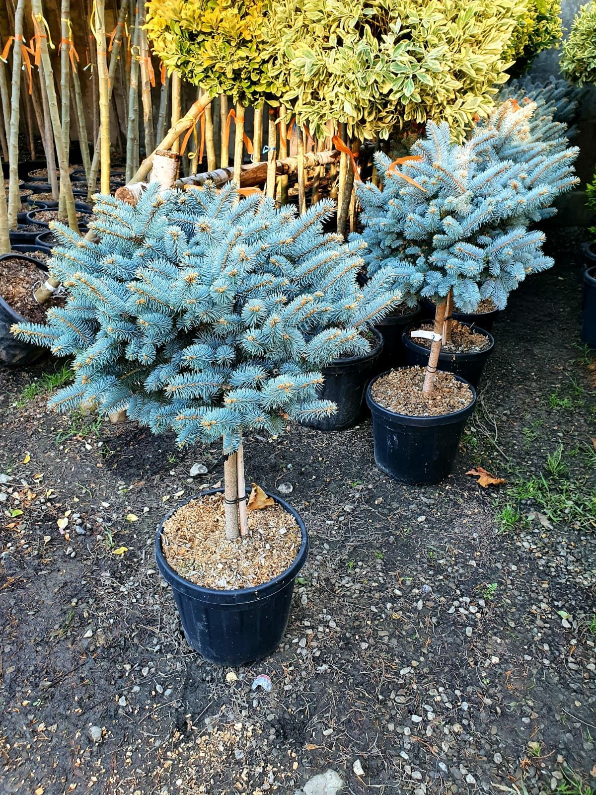 Plante ornamentale,tuia smaragd, columnaris, leylandii, tei, mesteacan