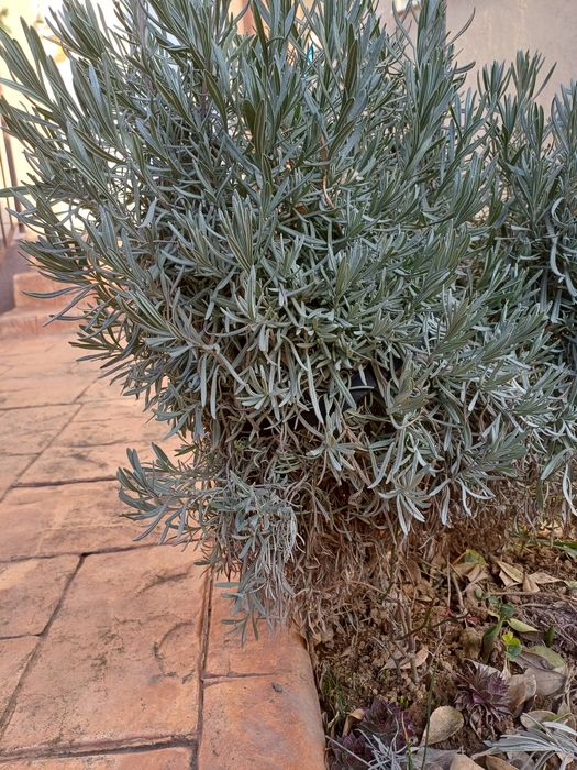 Planta de lavanda cu rădăcină