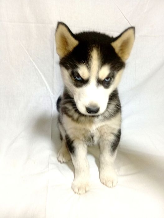 Продаются чистопородные щенки хаски