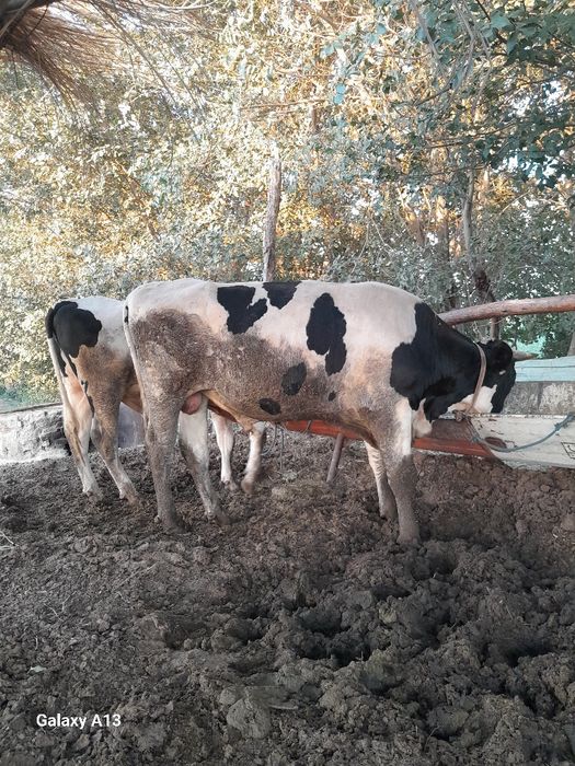 Buxoro viloyati jondor tuman