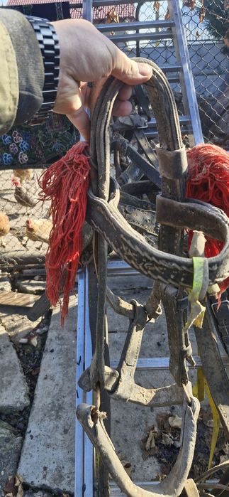 plug, grapa, marcator, prasitoare pentru cal