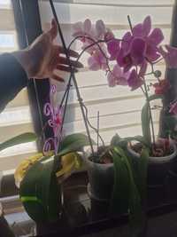 Продам орхидеи по низким ценам