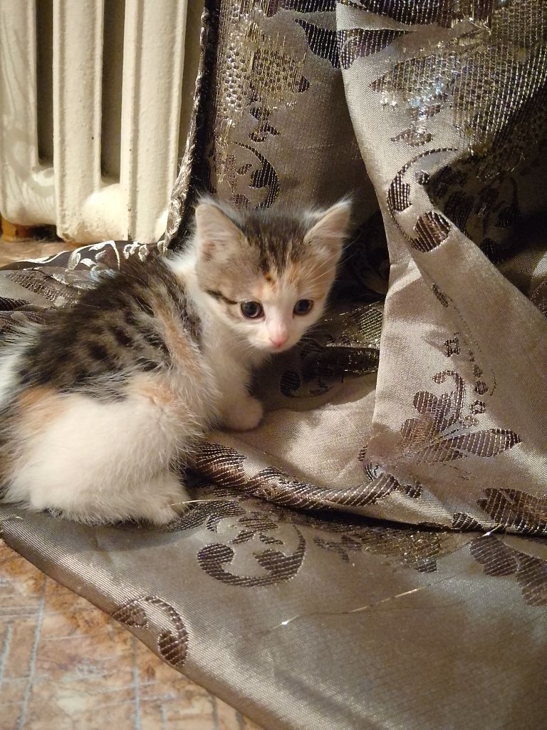 Отдам в хорошие руки котят