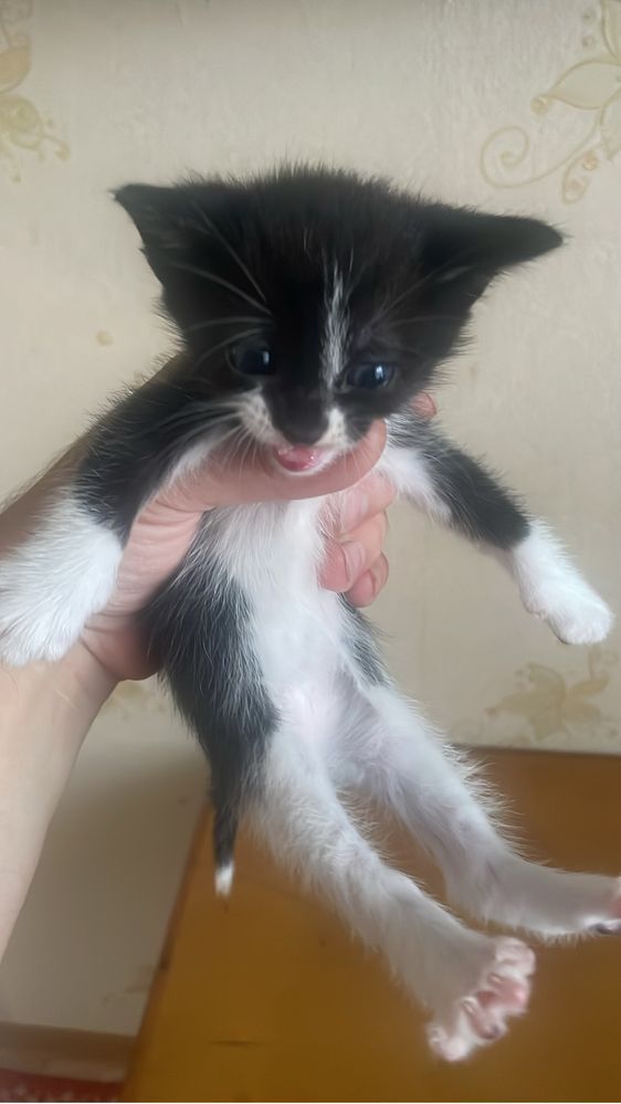 Котята 5 шт бесплатно
