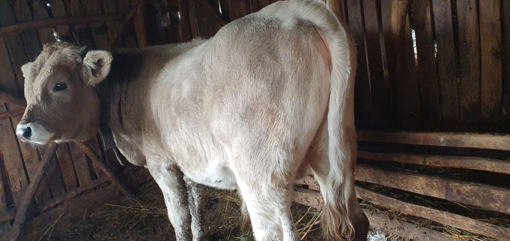 Bovine de Vânzare în Golu Grabicina