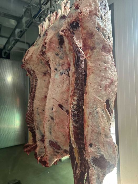 мясо оптом говядина туши