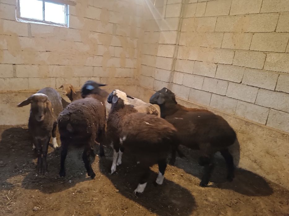 Токтылар 80 90мын