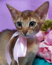 ABYSSINIAN KITTEN'S ! Чудо- котята Абиссины