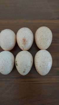Инкубацыоный яйца Индейки