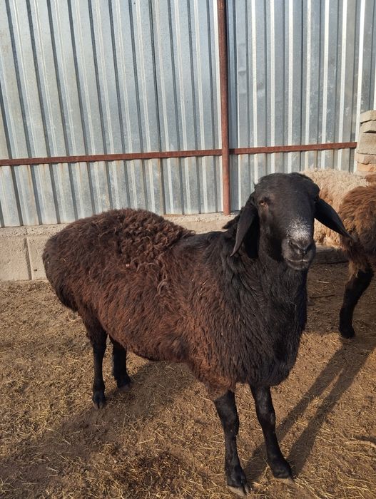 Кошкар сатылады кой