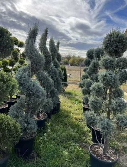Plante Ornamentale