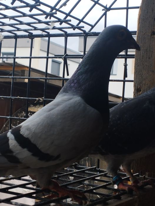 Vând    poștași voiajori