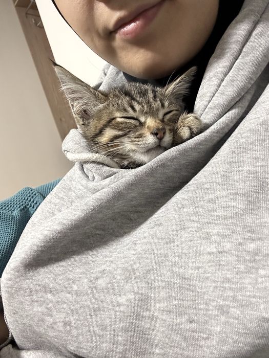 Невероятно красивый котенок ищет дом