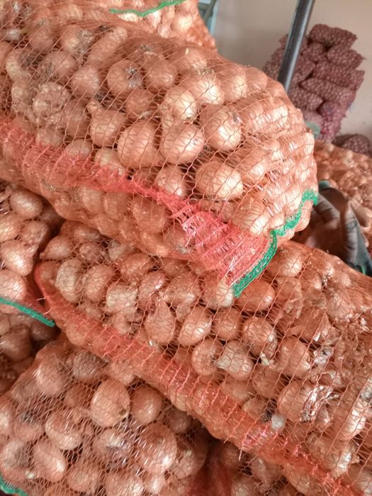 Ceapa pentru stufat din arpagic