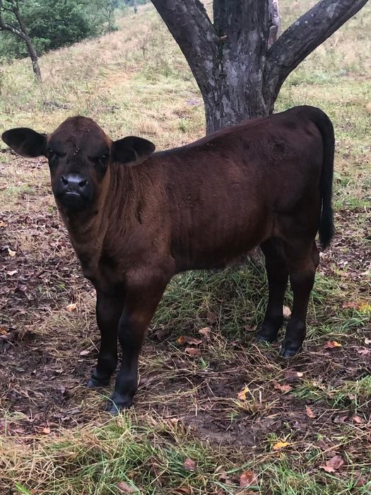 Vițel de vânzare rasă angus