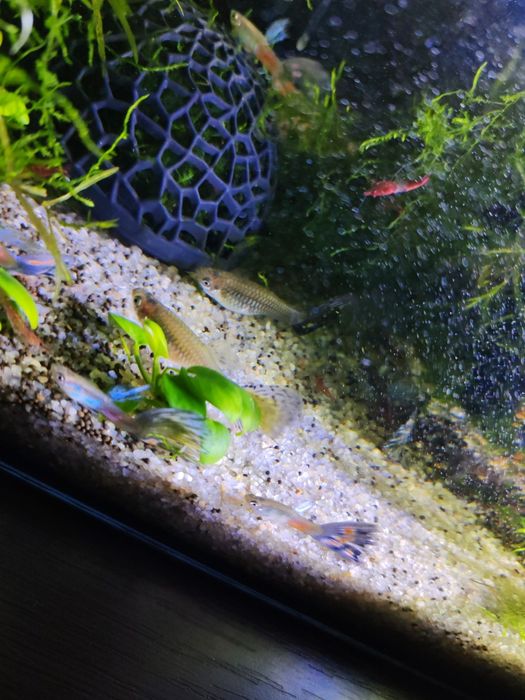 Продам гуппи самки и самцы много в наличии, любого возраста