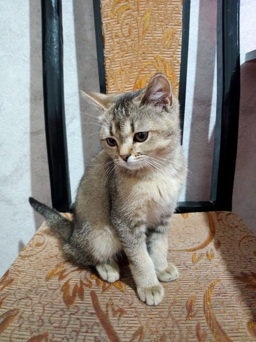 Shotlanskiy shinshila