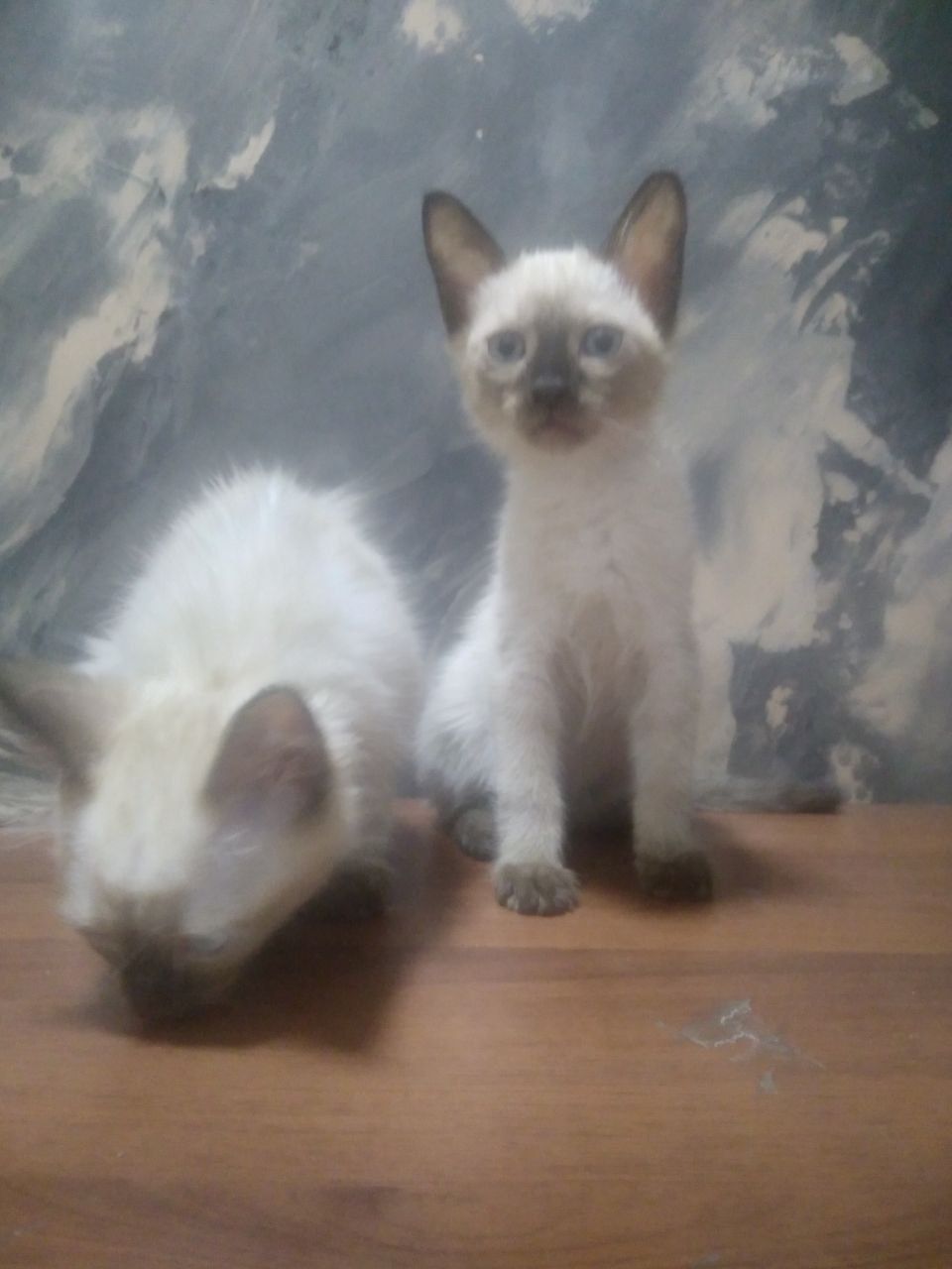 Сиямский котенок 4 месяца