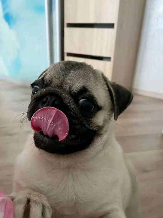 Продается мопс парода