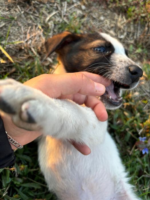 Donez cațeluș aprox 3 luni