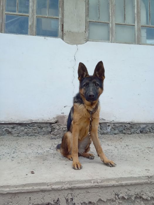 7 ойлик урғочи немецкий овчарка