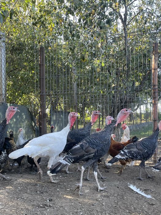 Vand curcani de tara