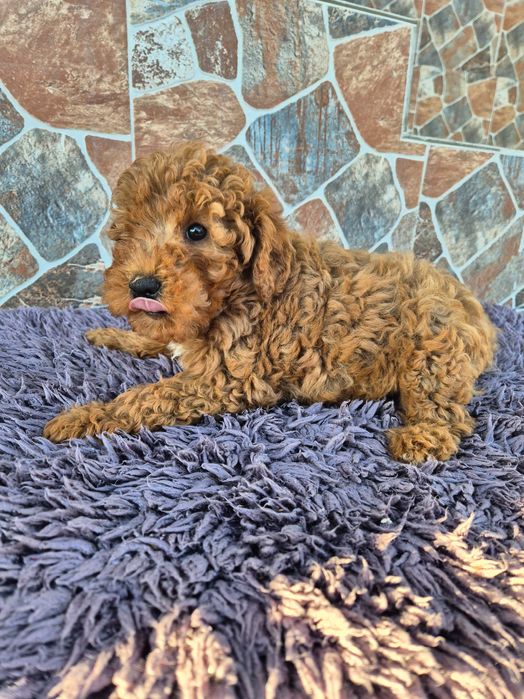 "Той" пудел мъжки