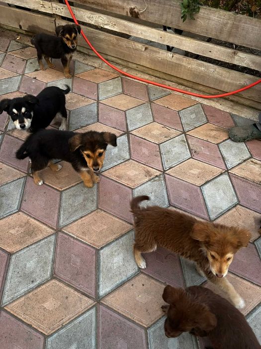 Donez 6 puii de caine