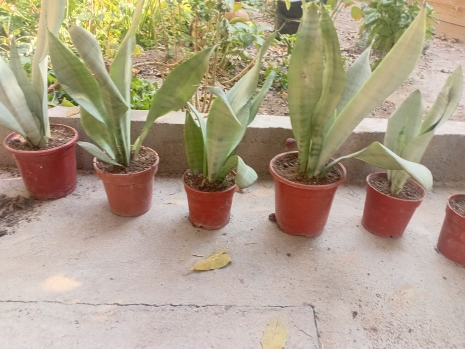 Продаются сансевьерия