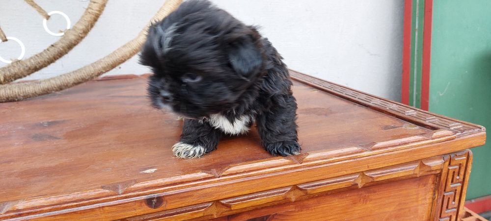 Donez căței Shih tzu