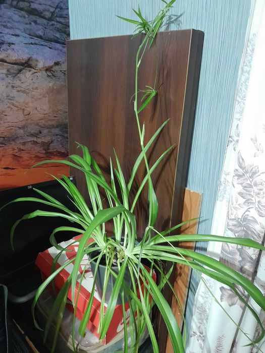 Хлорофитум продам