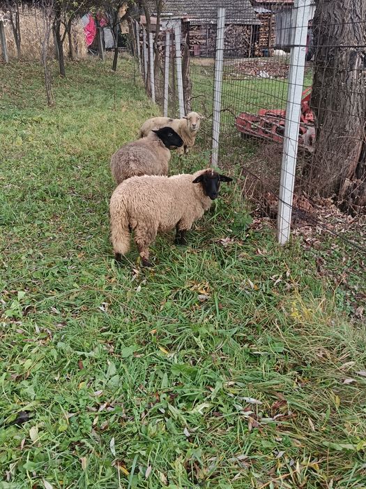 Vând 2 miele din primăvară