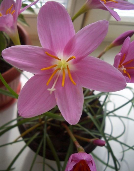 Продам луковицы зефирантуса розового