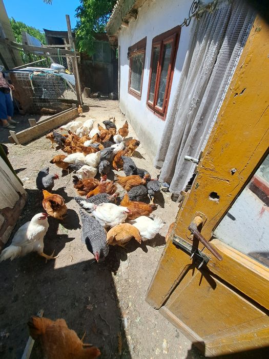 Găini de țară crescute cu Cereale