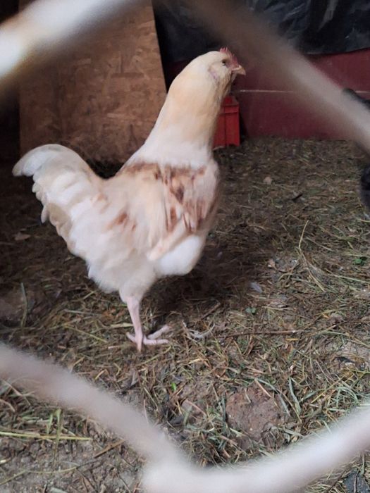 Cocosii araucana .marans.crem legbar. australorp