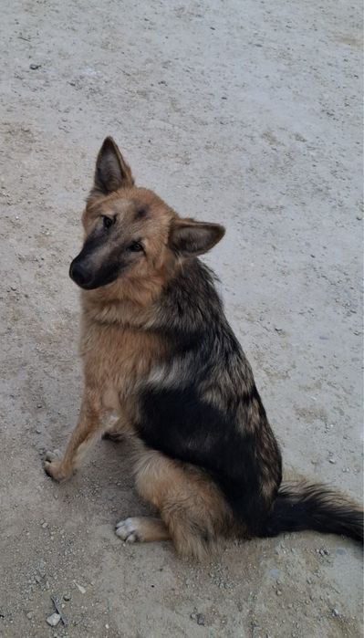 Собака девочка 10мес