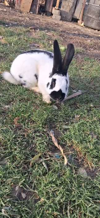 Iepure Fluture German