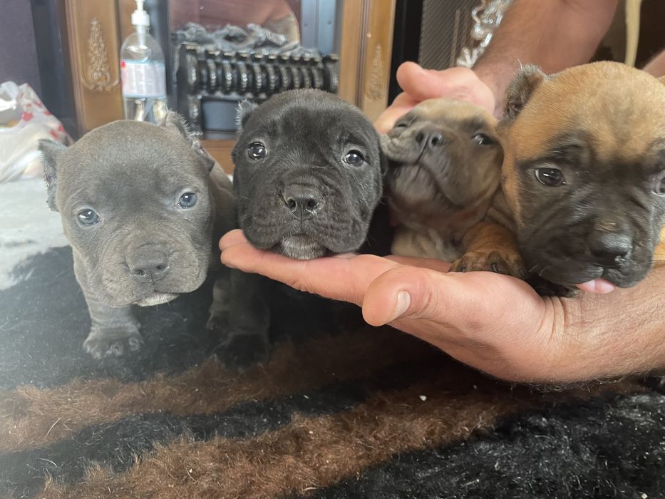 Американский булли