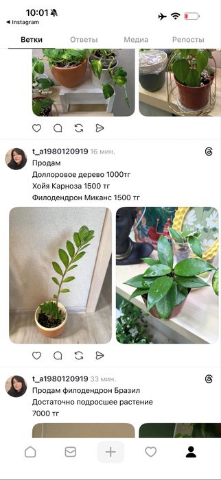 Комнатные растения