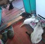 Отдам котят срочно