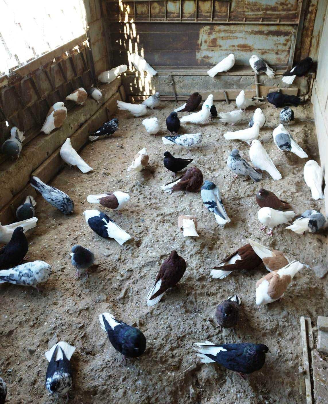 Продаются Николаевские голуби. Канал на Ютубе "Голуби Балхаша"