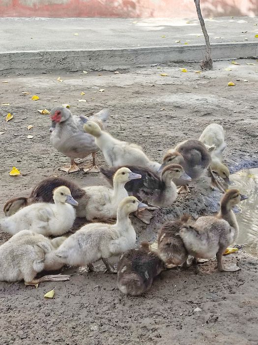 Nemetiski indautka Jojalari