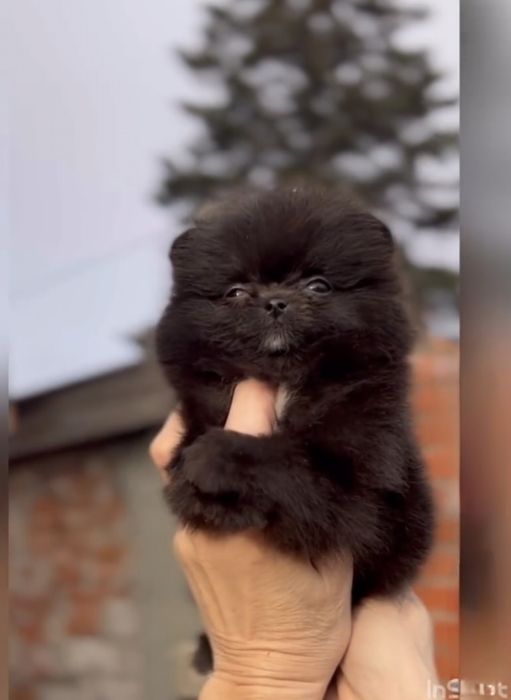 Померан мини мъжко и женско