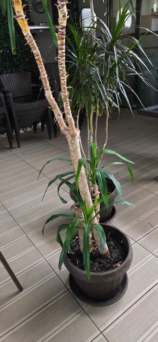 Plante naturale exotice