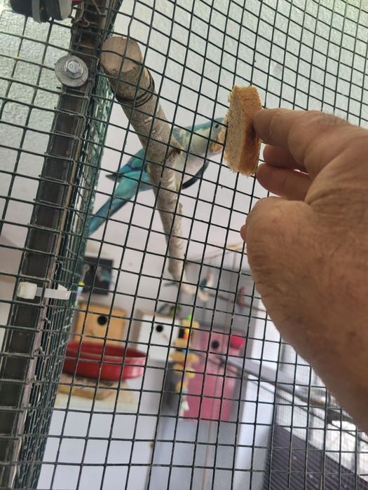 Schimb ,vind papagali călugări