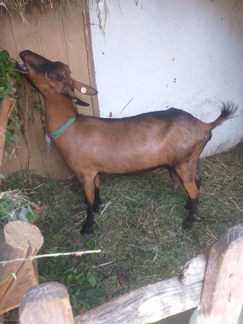Capra 2 buc prima fatare rasă