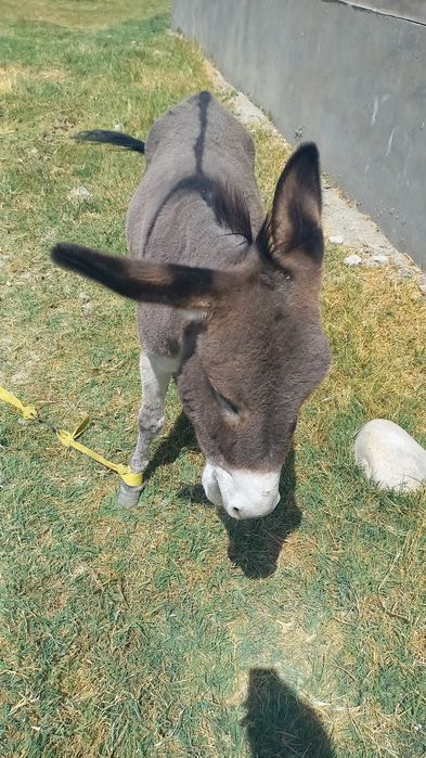 Осел продается !!